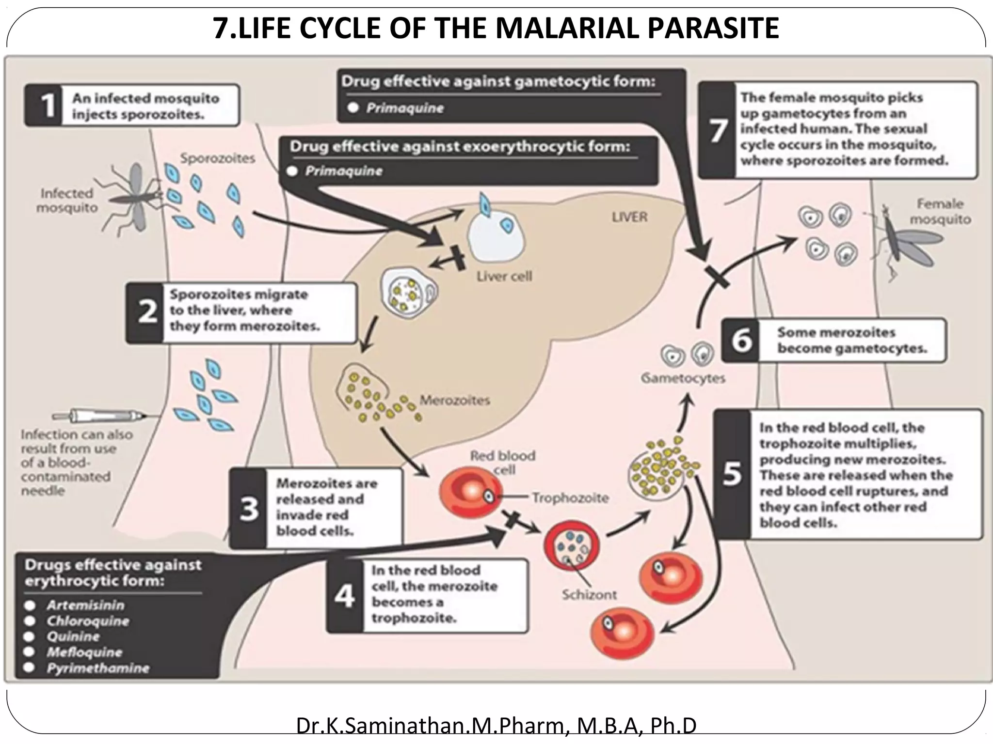 41
7.LIFE CYCLE OF THE MALARIAL PARASITE
Dr.K.Saminathan.M.Pharm, M.B.A, Ph.D
 