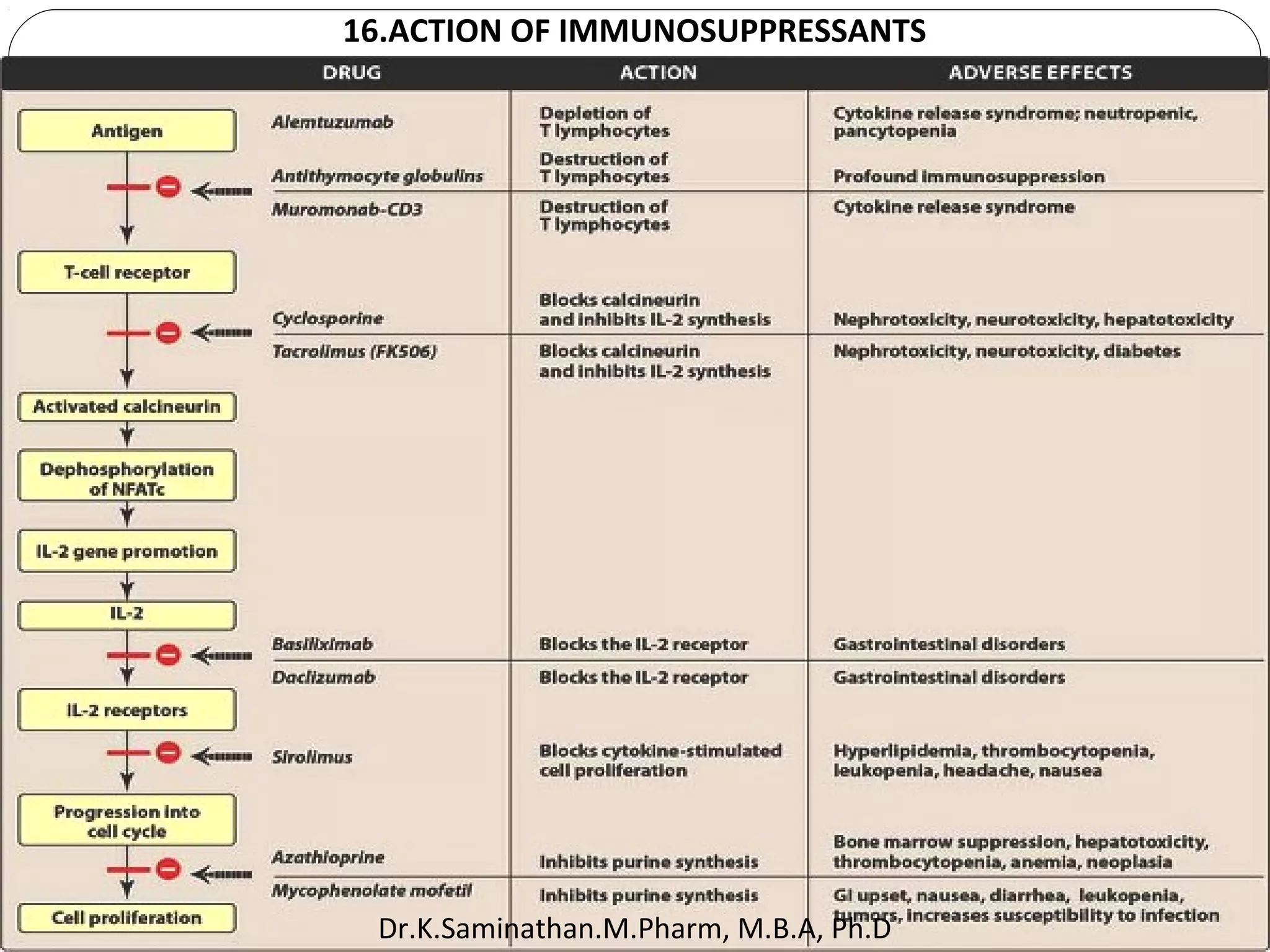 49
16.ACTION OF IMMUNOSUPPRESSANTS
Dr.K.Saminathan.M.Pharm, M.B.A, Ph.D
 