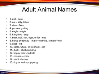 Adult Animal Names
• 1. owl - owlet
• 2. cat – kitty, kitten
• 3. deer - fawn
• 4. goose - gosling
• 5. eagle - eaglet
• 6. kangaroo - joey
• 7. bear, wolf, lion, tiger, or fox - cub
• 8. horse or donkey – male = colt/foal, female = filly
• 9. goat - kid
• 10. cattle, whale, or elephant - calf
• 11. duck – chick/duckling
• 12. frog or toad - tadpole
• 13. chicken - chick
• 14. rabbit - bunny
• 15. dog or wolf – pup/puppy
 