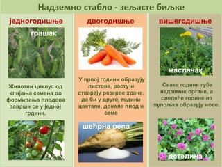 Надземно стабло - зељасте биљке
једногодишње вишегодишњедвогодишње
грашак
Животни циклус од
клијања семена до
формирања плодова
заврши се у једној
години.
У првој години образују
листове, расту и
стварају резерве хране,
да би у другој години
цветале, донеле плод и
семе
Сваке године губе
надземне органе, а
следеће године из
пупољка образују нове.
шећрна репа
детелина
маслачак
 