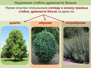Надземно стабло-дрвенасте биљке
Према општем спољашњем изгледу и начину гранања
стабла, дрвенасте биљке се деле на:
дрвеће полужбуновежбунове
 