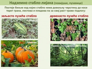 Надземно стабло-лијана (повијуше, пузавице)
Постоје биљке код којих стабло нема довољну чврстину да носе
терет грана, листова и плодова па за свој раст траже подлогу:
зељасто пузеће стабло дрвенасто пузеће стабло
лубеница
бундева
Лиjана – полудрвенаста биљка
бршљан
 