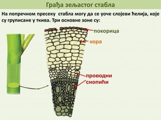 Грађа зељастог стабла
кора
покорица
проводни
снопићи
На попречном пресеку стабла могу да се уоче слојеви ћелија, које
су груписане у ткива. Три основне зоне су:
 