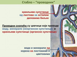 Стабло – “проводник“
вода и минерали од
корена ка листовима и
цветовима
хранљиве супстанце
од листова ка осталим
деловима биљке
Проводни снопићи су цевчице које проводе
воду, минерале (неорганске супстанце) и
хранљиве супстанце (органске супстанце)
 