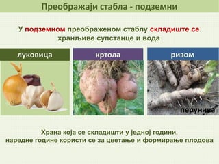 Преображаји стабла - подземни
Храна која се складишти у једној години,
наредне године користи се за цветање и формирање плодова
ризом
перуника
кртолалуковица
У подземном преображеном стаблу складиште се
хранљиве супстанце и вода
 