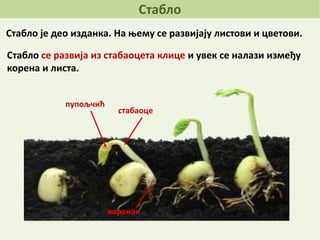 Stablo | PPT