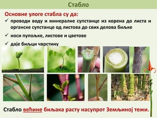 Stablo | PPT