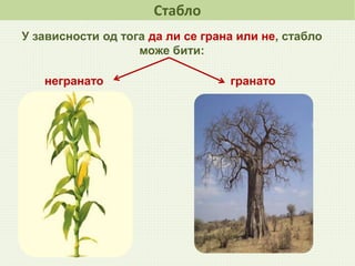 Стабло
У зависности од тога да ли се грана или не, стабло
може бити:
негранато гранато
 
