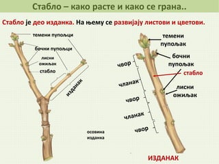 Стабло је део изданка. На њему се развијају листови и цветови.
Стабло – како расте и како се грана..
темени
пупољак
лисни
ожиљак
ИЗДАНАК
бочни
пупољак
стаблостабло
лисни
ожиљак
бочни пупољци
темени пупољци
осовина
изданка
 