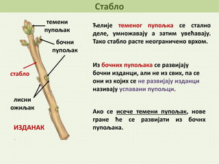 ИЗДАНАК
Стабло
темени
пупољак
бочни
пупољак
стабло
Из бочних пупољака се развијају
бочни изданци, али не из свих, па се
они из којих се нe развијају изданци
називају успавани пупољци.
Ћелије теменог пупољка се стално
деле, умножавају а затим увећавају.
Тако стабло расте неограничено врхом.
Ако се исече темени пупољак, нове
гране ће се развијати из бочнх
пупољака.
лисни
ожиљак
 