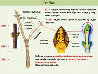 Стабло
2014.
2013.
2012.
2013. године је изданку исечен темени пупољак
или га је нека животиња обрстила или је у току
зиме промрзо.
зачетак
цвета
зачетак
листова
осовина
изданка
У 2014. из два бочна пупољка развила су се два
изданка.
стабло
лисни
ожиљак
бочни пупољци
темени пупољци
Воћари изданке развијене из бочних пупољака режу,
они имају крупније листове и умањују цветање и
доношење плодова.
Називају их водопије.
 