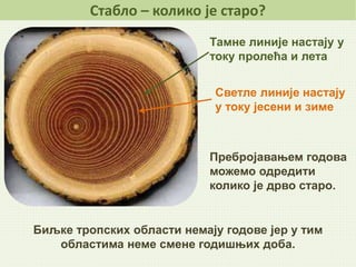 Stablo | PPT