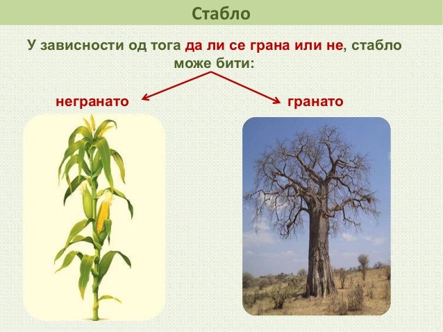 Stablo