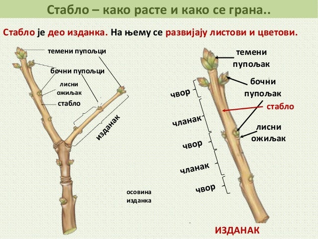Stablo