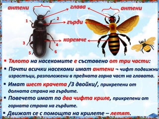  Тялото на насекомите е съставено от три части:<br /><br />
 Почти всички насекоми имат антени ¬ чифт подвижни<br /><br />
израстъци, разположени в предната горна част на главата.<br /><br />
 Имат шест крачета /3 двойки/, прикрепени от<br /><br />
долната страна на гърдите.<br /><br />
 Повечето имат по два чифта криле, прикрепени от<br /><br />
горната страна на гърдите.<br /><br />
 Движат се с помощта на крилете – летят.<br /><br />
1<br /><br />
2<br /><br />
3 4<br /><br />
5 6<br /><br />
 