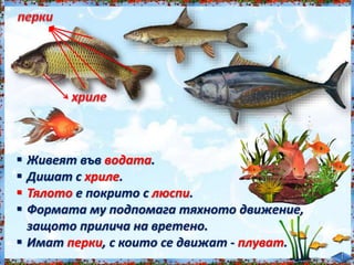  Живеят във водата.
 Дишат с хриле.
 Тялото е покрито с люспи.
 Формата му подпомага тяхното движение,
защото прилича на вретено.
 Имат перки, с които се движат - плуват.
 