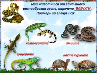 Тези животни са от една много<br /><br />
разнообразна група, наречена _________.<br /><br />
Примери за влечуги са:<br /><br />
 