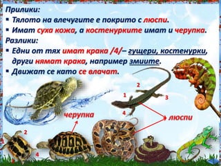 Прилики:<br /><br />
 Тялото на влечугите е покрито с люспи.<br /><br />
 Имат суха кожа, а костенурките имат и черупка.<br /><br />
Разлики:<br /><br />
 Едни от тях имат крака /4/– гущери, костенурки,<br /><br />
други нямат крака, например змиите.<br /><br />
 Движат се като се влачат.<br /><br />
1<br /><br />
2<br /><br />
3<br /><br />
4<br /><br />
1<br /><br />
2<br /><br />
3<br /><br />
4<br /><br />
 