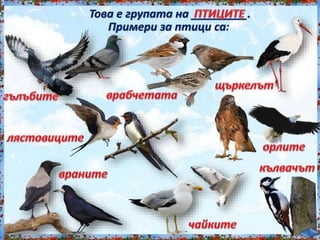Това е групата на _________.<br /><br />
Примери за птици са:<br /><br />
 