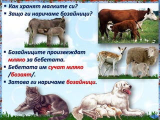  Как хранят малките си?<br /><br />
 Защо ги наричаме бозайници?<br /><br />
 Бозайниците произвеждат<br /><br />
мляко за бебетата.<br /><br />
 Бебетата им сучат мляко<br /><br />
/бозаят/.<br /><br />
 Затова ги наричаме бозайници.<br /><br />
 