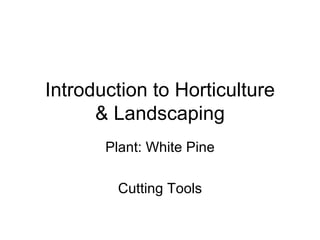 Introduction to Horticulture & Landscaping Plant: White Pine Cutting Tools 
