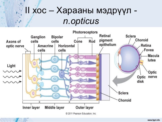 12 хос мэдрэл