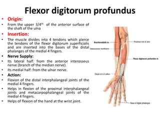 flexor digitorum profundus and superficialis median nerve