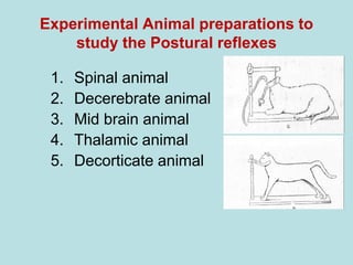 Experimental Animal preparations to
study the Postural reflexes
1. Spinal animal
2. Decerebrate animal
3. Mid brain animal
4. Thalamic animal
5. Decorticate animal
 