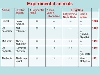 Experimental animals
Animal Level of
section
1.Segmental
reflex
2.Tonic
Neck &
Labyrinthine
3.Righting
Labyrinthine,
Neck, Body
Limb &
optical
Spinal Below
medulla
++ -- -- --
--
1000
De
cerebrate
Mid
collicular
++ ++ -- --
--
(Severe
Rigidity)
1100
Mid brain Above
Mid brain
++ ++ ++ --
--
1110
De
corticate
Removal
of cortex
++ ++ ++ --
--
(CR lost)
1110
Thalamic Thalamus
intact
++ ++ ++ Limb ++
Optical --
1111
 