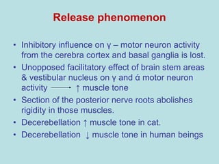 Release phenomenon
• Inhibitory influence on γ – motor neuron activity
from the cerebra cortex and basal ganglia is lost.
• Unopposed facilitatory effect of brain stem areas
& vestibular nucleus on γ and ά motor neuron
activity ↑ muscle tone
• Section of the posterior nerve roots abolishes
rigidity in those muscles.
• Decerebellation ↑ muscle tone in cat.
• Decerebellation ↓ muscle tone in human beings
 