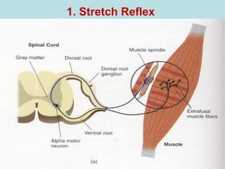 1. Stretch Reflex
 