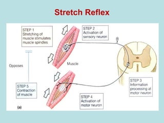Stretch Reflex
 