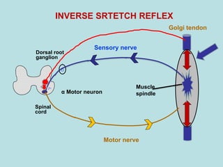 Spinal
cord
Dorsal root
ganglion
INVERSE SRTETCH REFLEX
Muscle
spindle
Sensory nerve
Motor nerve
α Motor neuron
Golgi tendon
 