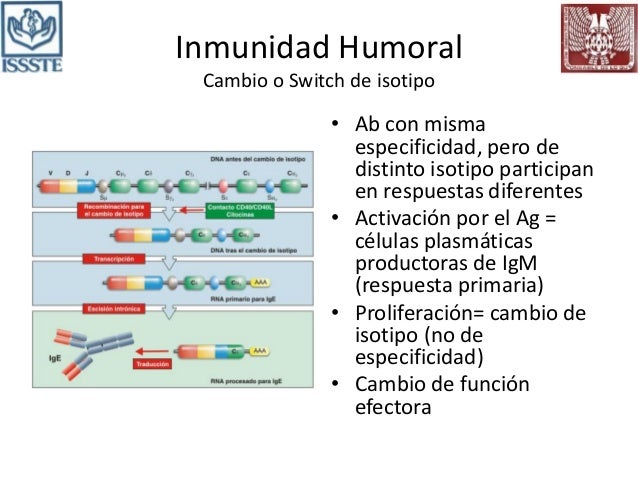 12. Inmunidad Humoral UVM Campus Zapopan