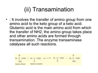Transanimation 12. Mineral Nutrition | PPT