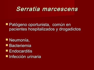Serratia marcescensSerratia marcescens
 Patógeno oportunista, común enPatógeno oportunista, común en
pacientes hospitalizados y drogadictospacientes hospitalizados y drogadictos
 Neumonía,Neumonía,
 BacteriemiaBacteriemia
 EndocarditisEndocarditis
 Infección urinariaInfección urinaria
 