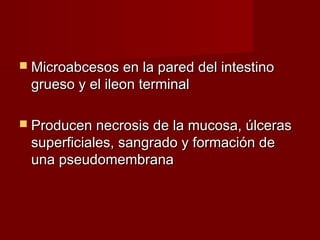 Microabcesos en la pared del intestinoMicroabcesos en la pared del intestino
grueso y el ileon terminalgrueso y el ileon terminal
 Producen necrosis de la mucosa, úlcerasProducen necrosis de la mucosa, úlceras
superficiales, sangrado y formación desuperficiales, sangrado y formación de
una pseudomembranauna pseudomembrana
 