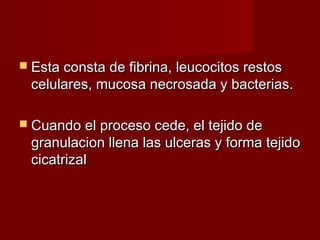  Esta consta de fibrina, leucocitos restosEsta consta de fibrina, leucocitos restos
celulares, mucosa necrosada y bacterias.celulares, mucosa necrosada y bacterias.
 Cuando el proceso cede, el tejido deCuando el proceso cede, el tejido de
granulacion llena las ulceras y forma tejidogranulacion llena las ulceras y forma tejido
cicatrizalcicatrizal
 