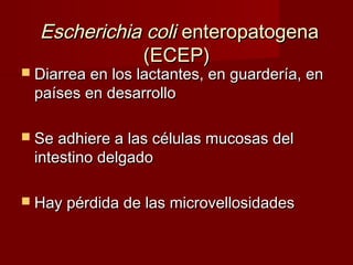 Escherichia coliEscherichia coli enteropatogenaenteropatogena
(ECEP)(ECEP)
 Diarrea en los lactantes, en guardería, enDiarrea en los lactantes, en guardería, en
países en desarrollopaíses en desarrollo
 Se adhiere a las células mucosas delSe adhiere a las células mucosas del
intestino delgadointestino delgado
 Hay pérdida de las microvellosidadesHay pérdida de las microvellosidades
 