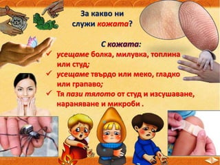 За какво ни
служи кожата?
С :
 усещаме болка, милувка, топлина
или студ;
 усещаме твърдо или меко, гладко
или грапаво;
 Тя пази тялото от студ и изсушаване,
нараняване и микроби .
 
