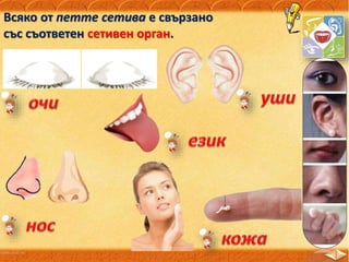 Всяко от петте сетива е свързано
със съответен сетивен орган.
 