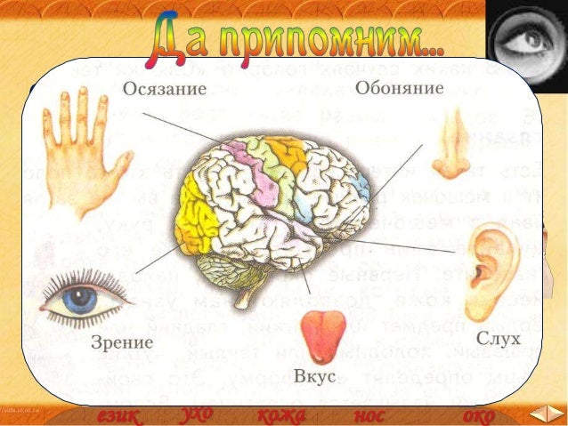 12. Сетивни органи - ОС, Анубис - В. П.