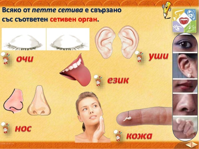 12. Сетивни органи - ОС, Анубис - В. П.