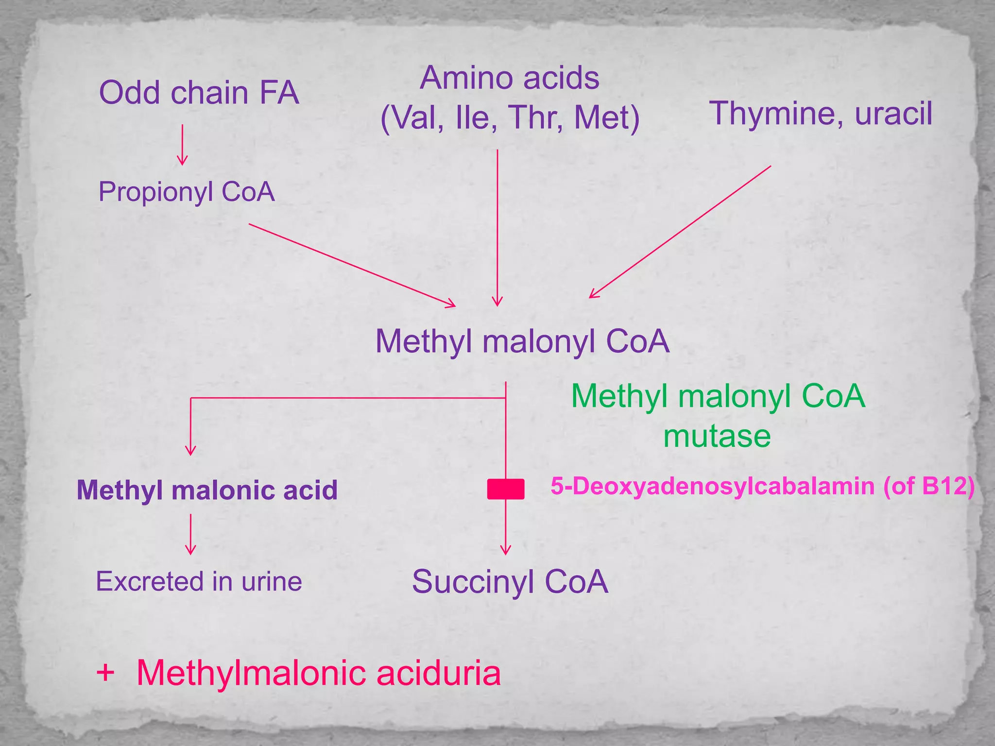 Odd chain FA
Propionyl CoA
Amino acids
(Val, Ile, Thr, Met) Thymine, uracil
Methyl malonyl CoA
Succinyl CoA
Methyl malonyl CoA
mutase
Methyl malonic acid
Excreted in urine
5-Deoxyadenosylcabalamin (of B12)
+ Methylmalonic aciduria
 