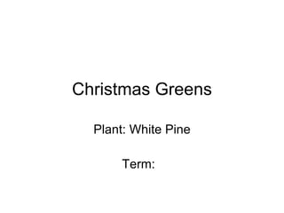 Christmas Greens Plant: White Pine Term:  