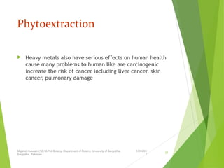 Phytoextraction
 Heavy metals also have serious effects on human health
cause many problems to human like are carcinogenic
increase the risk of cancer including liver cancer, skin
cancer, pulmonary damage
1/24/201
7
Mujahid Hussain (12) M.Phil Botany, Department of Botany, Unversity of Sargodha,
Sargodha, Pakistan
21
 