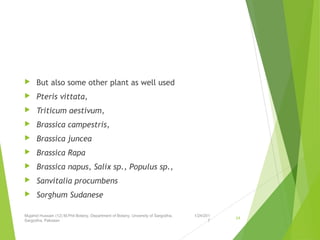  But also some other plant as well used
 Pteris vittata,
 Triticum aestivum,
 Brassica campestris,
 Brassica juncea
 Brassica Rapa
 Brassica napus, Salix sp., Populus sp.,
 Sanvitalia procumbens
 Sorghum Sudanese
1/24/201
7
Mujahid Hussain (12) M.Phil Botany, Department of Botany, Unversity of Sargodha,
Sargodha, Pakistan
24
 