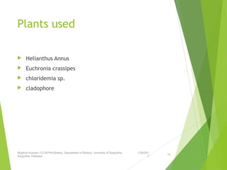 Plants used
 Helianthus Annus
 Euchronia crassipes
 chloridemia sp.
 cladophore
1/24/201
7
Mujahid Hussain (12) M.Phil Botany, Department of Botany, Unversity of Sargodha,
Sargodha, Pakistan
35
 