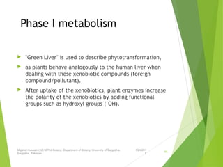 Phase I metabolism
 "Green Liver" is used to describe phytotransformation,
 as plants behave analogously to the human liver when
dealing with these xenobiotic compounds (foreign
compound/pollutant).
 After uptake of the xenobiotics, plant enzymes increase
the polarity of the xenobiotics by adding functional
groups such as hydroxyl groups (-OH).
1/24/201
7
Mujahid Hussain (12) M.Phil Botany, Department of Botany, Unversity of Sargodha,
Sargodha, Pakistan
45
 