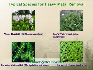 Eurasian Watermilfoil (Eurasian Watermilfoil (Myriophyllum spicatumMyriophyllum spicatum))
Water Hyacinth (Water Hyacinth (Eichhornia crassipesEichhornia crassipes ))
Duckweed (Duckweed (Lemna trisulcaLemna trisulca L.)L.)
Fool's Watercress (Fool's Watercress (ApiumApium
nodiflorumnodiflorum))
1/24/2017
Mujahid Hussain (12) M.Phil Botany,
Department of Botany, Unversity of
Sargodha, Sargodha, Pakistan 48
 